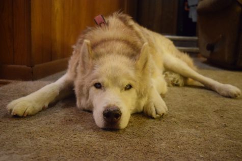 Dogs' optimism conveys 'paw'erful messsage