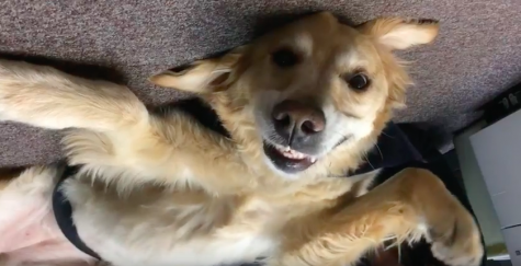 Therapy dog brings happiness, stress relief to students