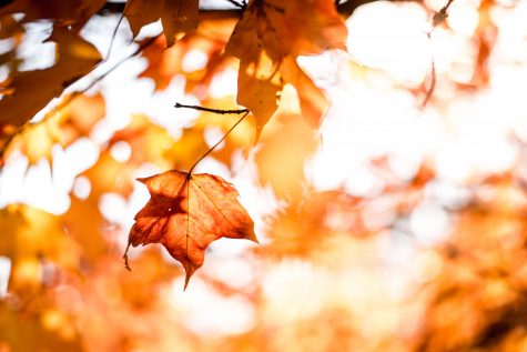 Prospector's Fall Favorites
