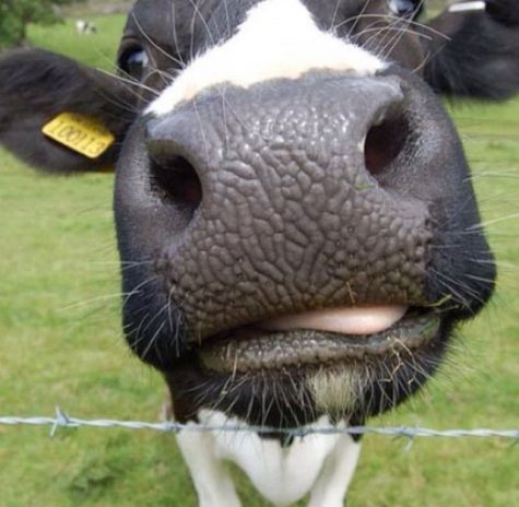 Sophomore grows Cow-Instagram to 30 thousand followers