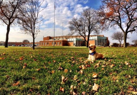 Photo album: therapy dogs shed light on students in and out of school