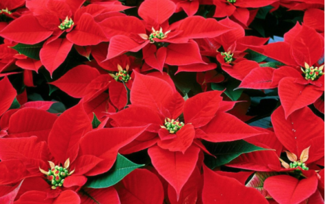 Poinsettia fundraiser fuels orchesis