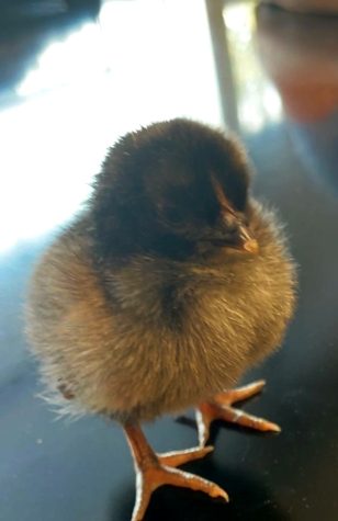 Baby Chicks Hatch Excitement at Prospect