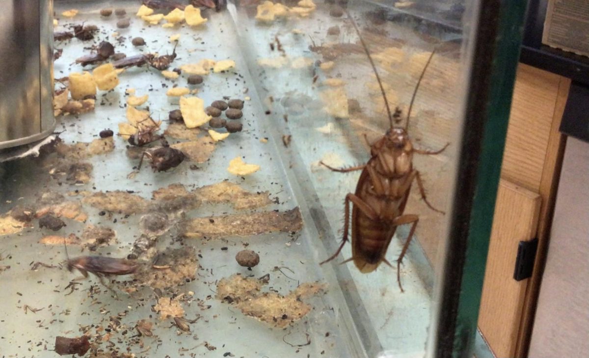 Roaches scurry about in their terrarium, climbing the walls and running from students. Hands recoil in shock as they feel their tiny legs drift across their skin. (Photo courtesy of Alex Bonnette)