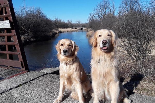 Oakley (left) and Zeus (right), the two school safety dogs, enjoying a day off. (Photo courtesy of Glenn VadeBonCoeur)
