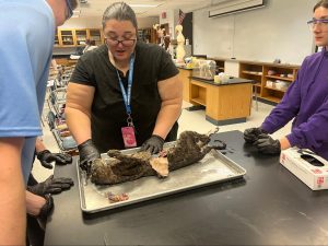 AP Biology students finish unit with cat dissection