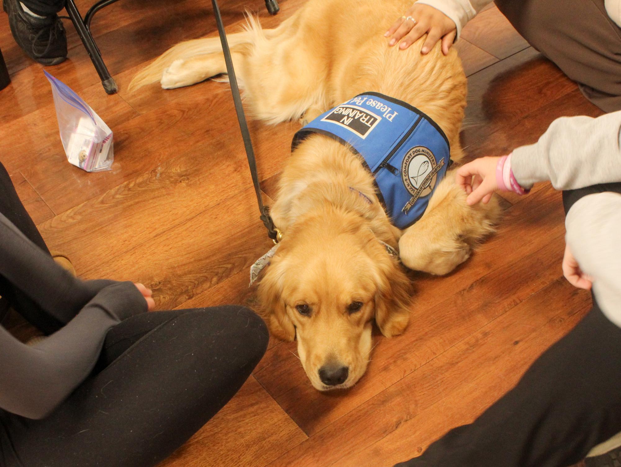 Comfort Dogs help students with stress