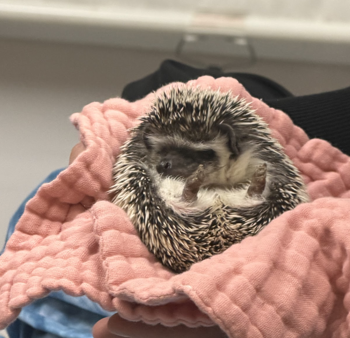 Poppie the hedgehog joins Prospect family